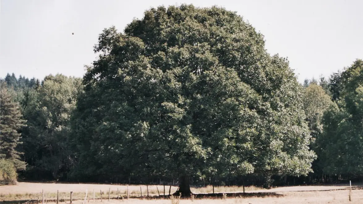Une nature majestueuse..en été comme ...