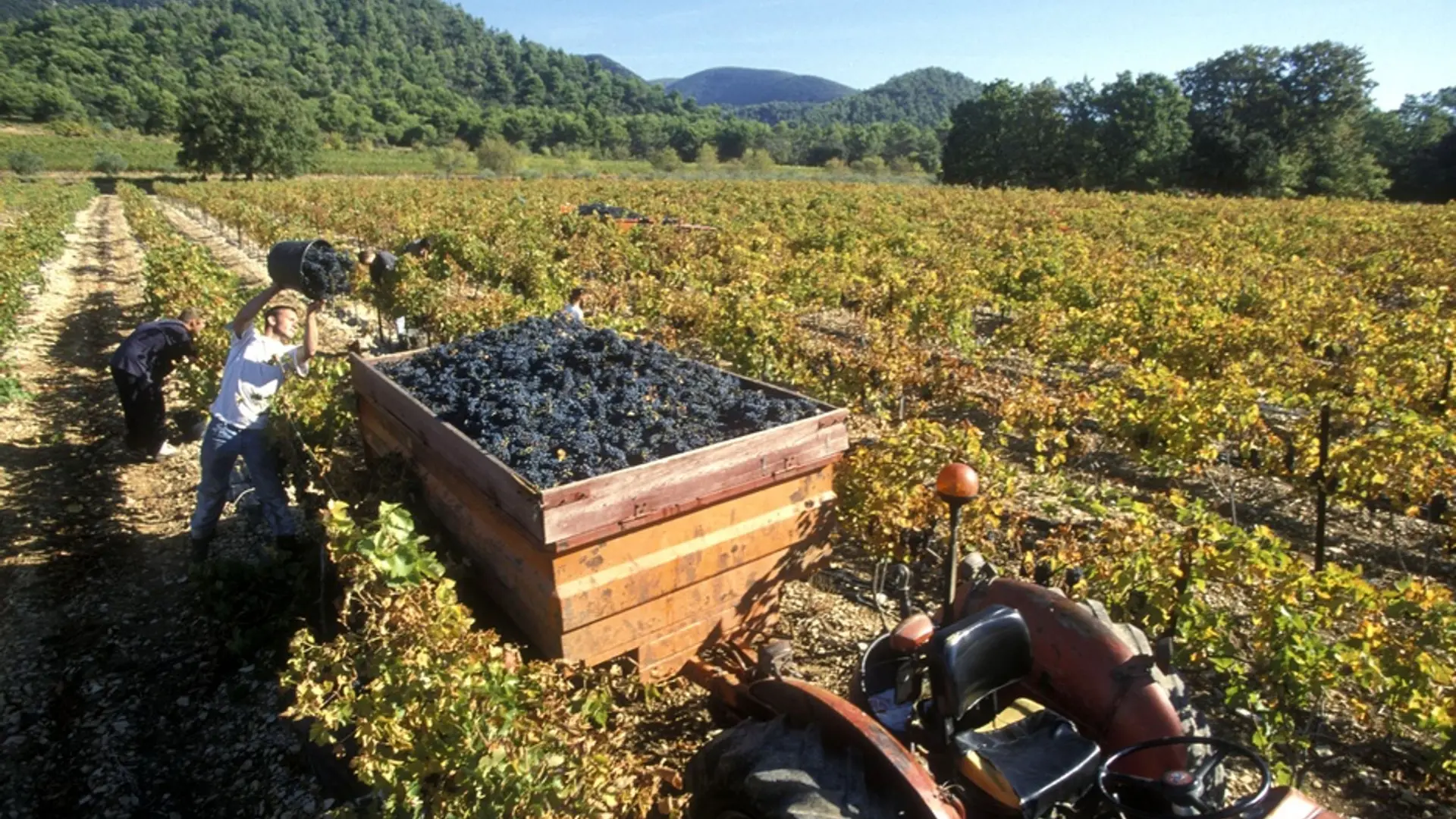 Vendanges du sud Luberon