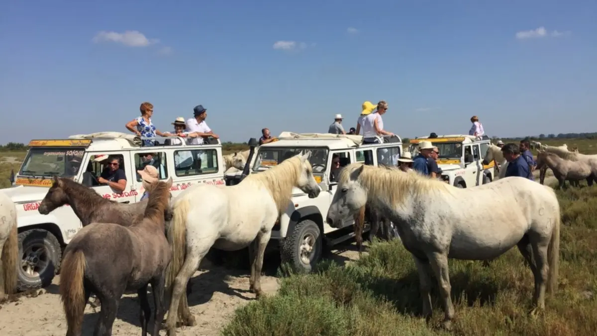 Camargue Alpille Safari