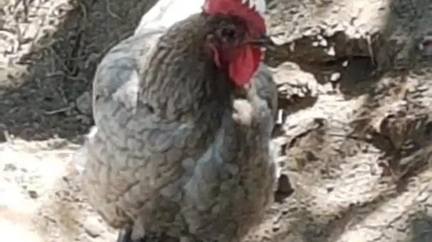 La poule fait son nid.