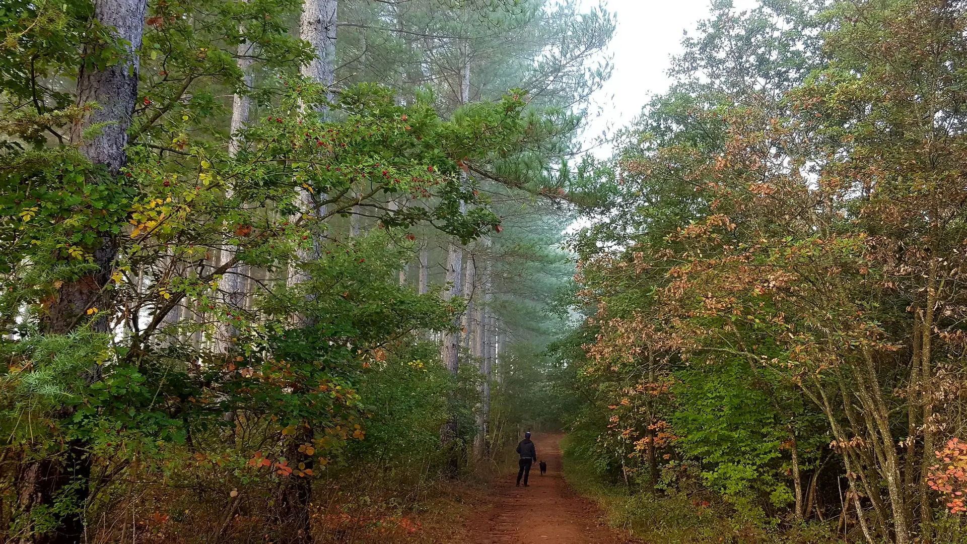 Le Bois de la Garenne