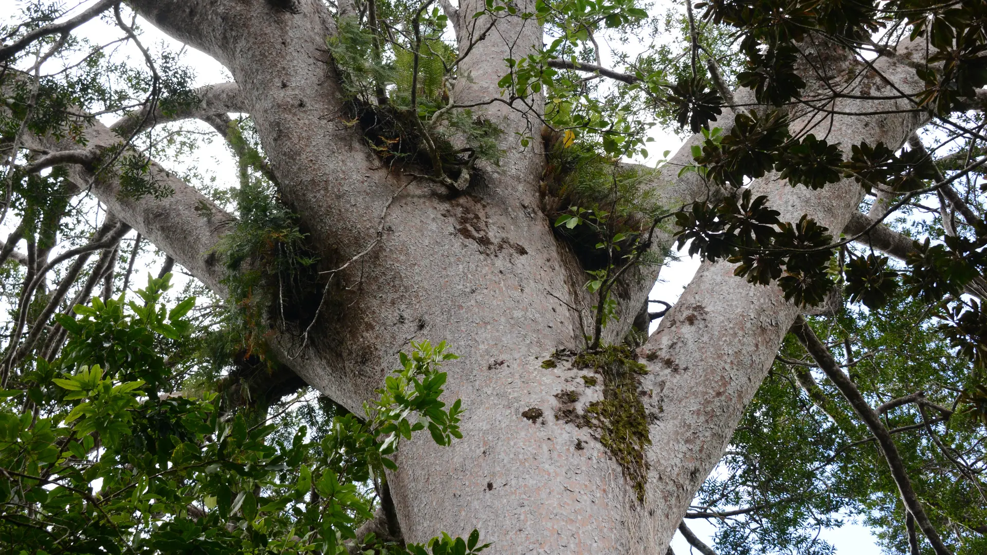 Kaori (Agathis lanceolata)