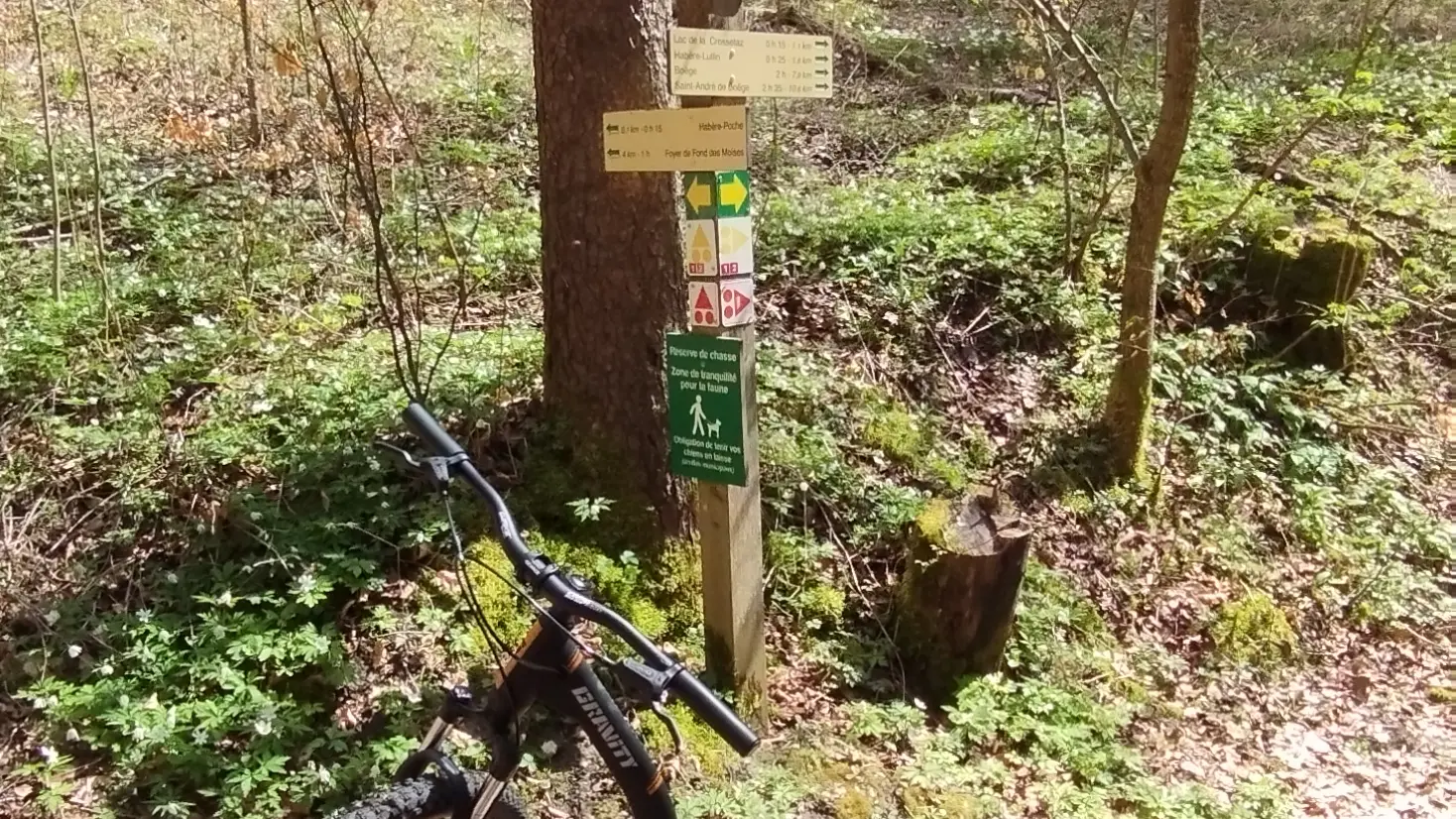 Footbike en forêt