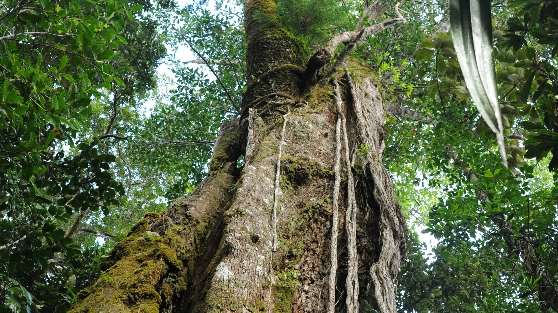 L'araucaria dans le houp