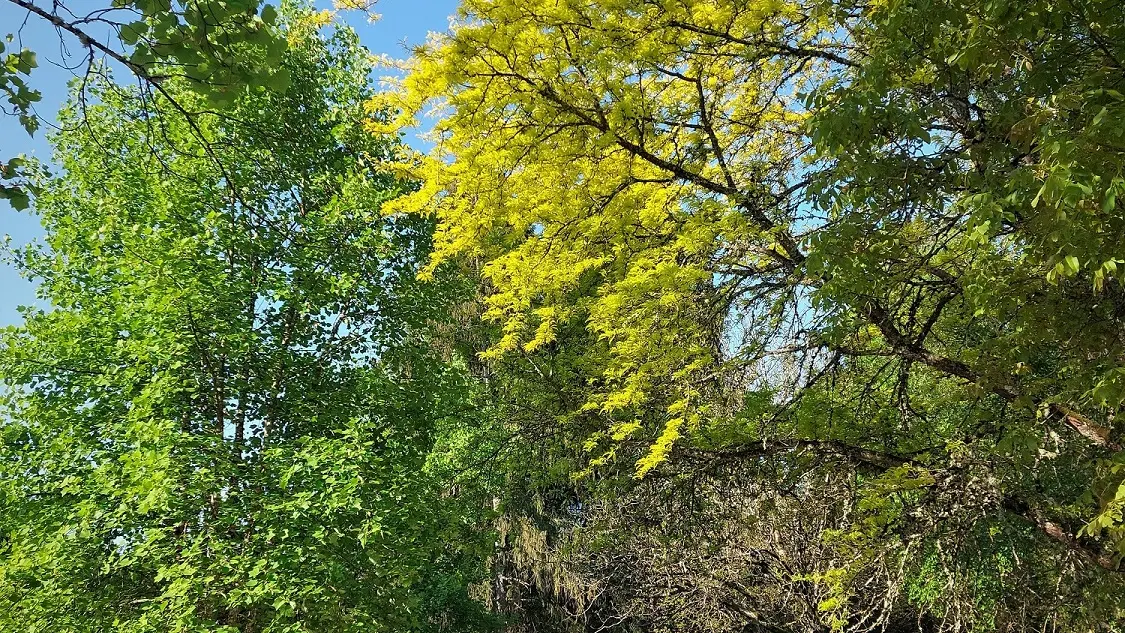 La forêt de Rothonne à Belley
