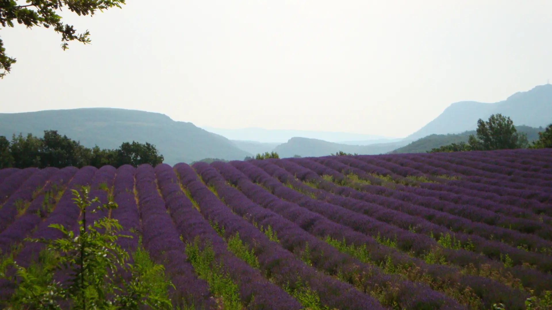 champs de lavande