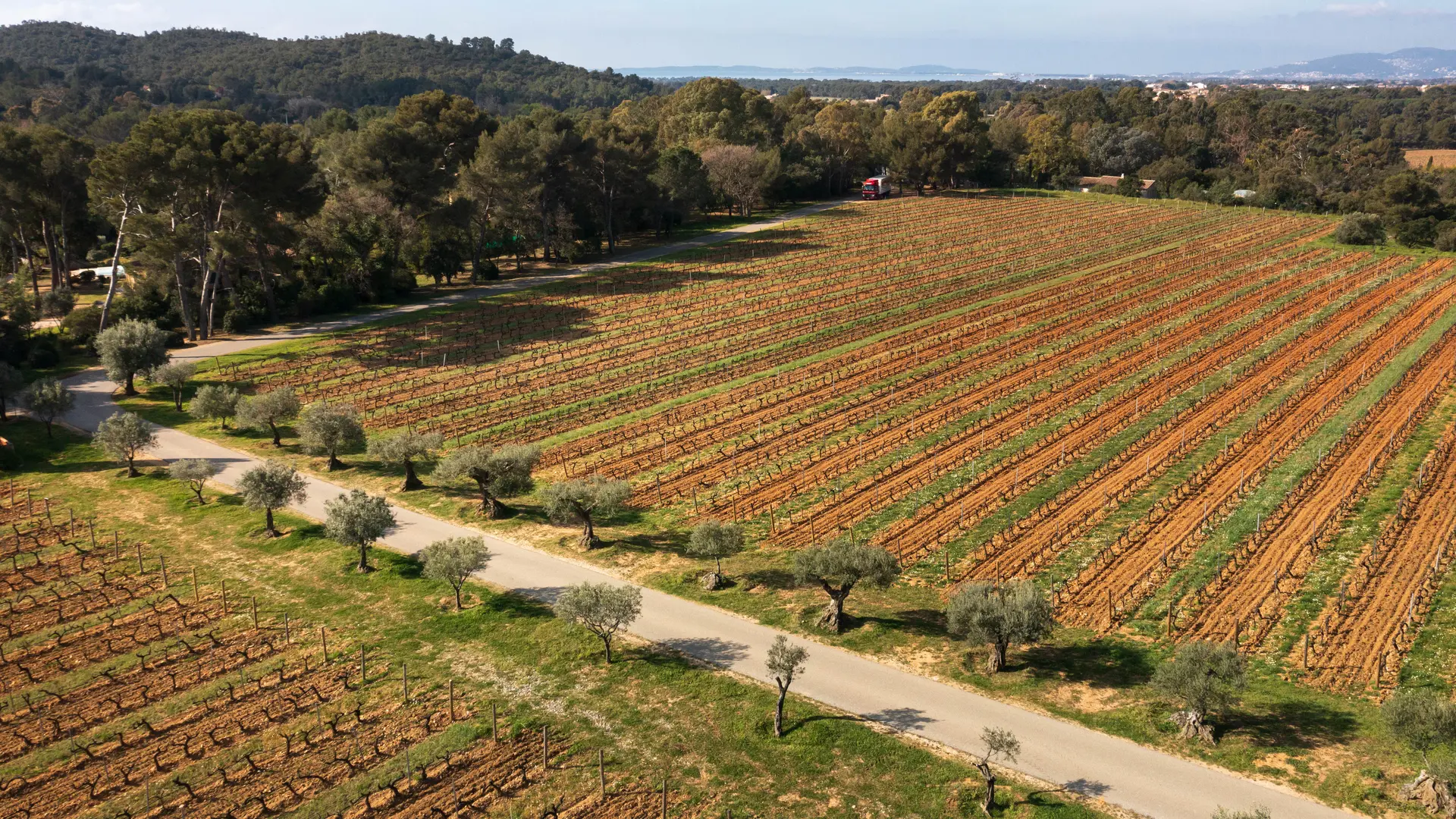 Vignoble Figuière La Londe les Maures