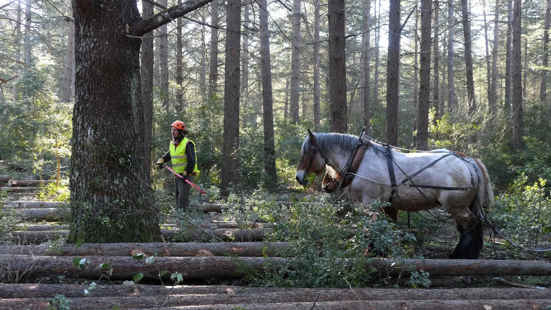 Débardage à cheval
