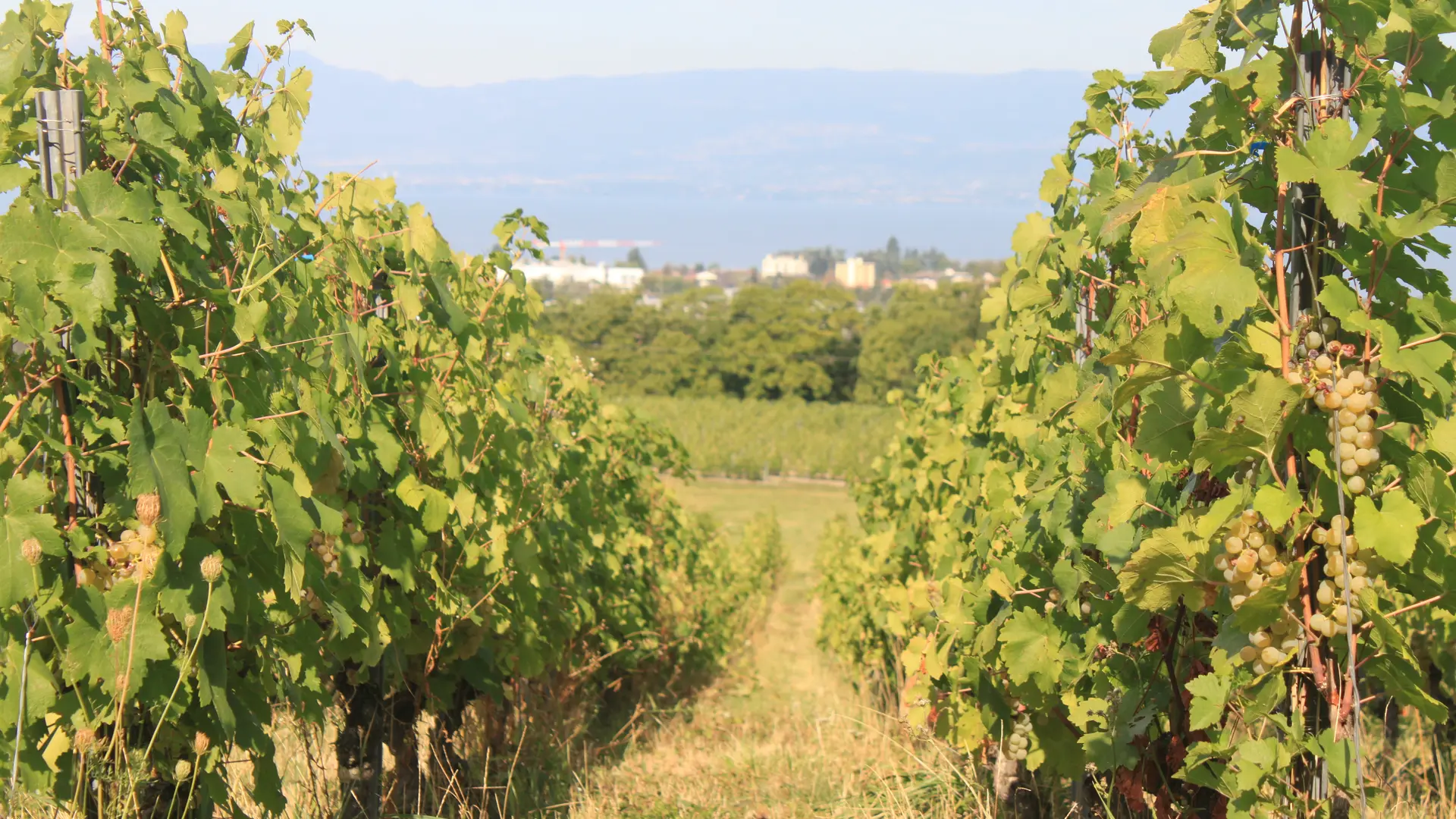 Dans le vignoble