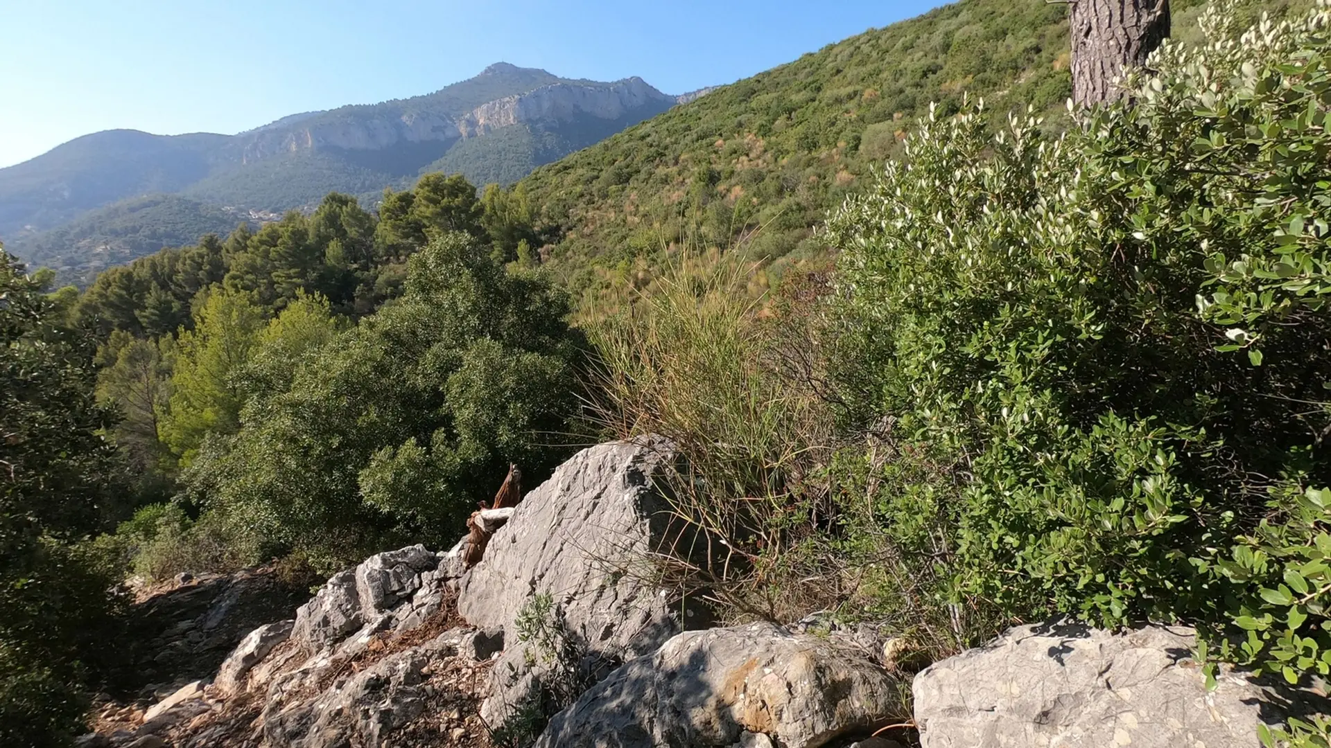 Panorama sur la végétation
