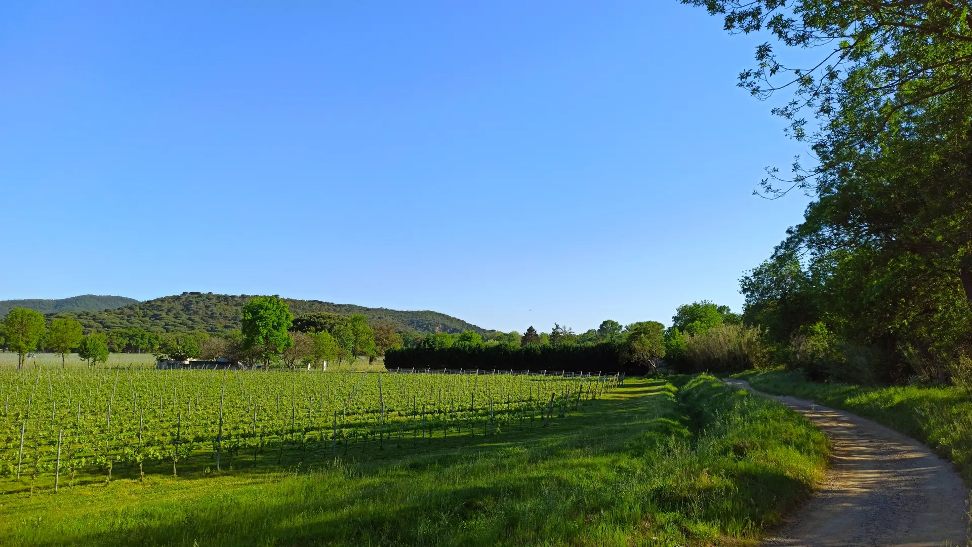 Vignes du Domaine du Bourrian sur le Sentier de la Mer à Gassin https://gassin.eu