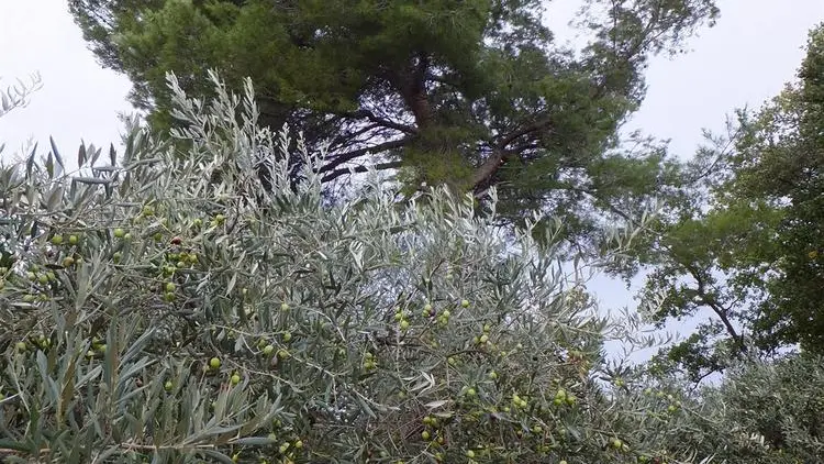 olivier pin : emblèmes de la Provence