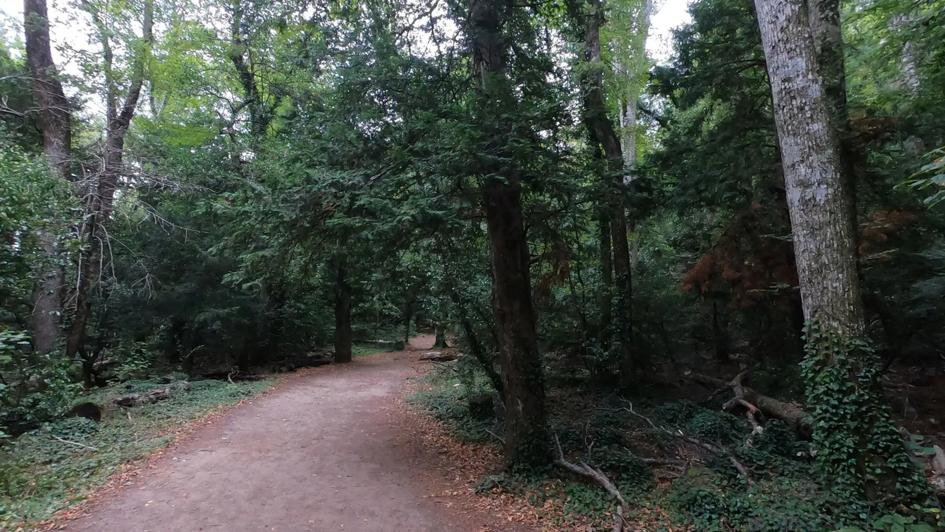 Sentier ombragé entouré de diverses essences d'arbres