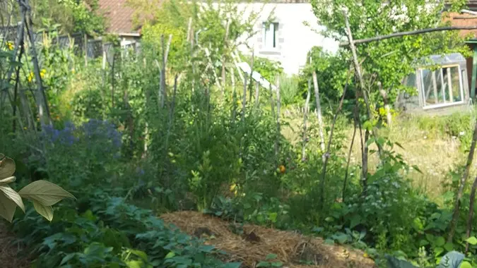 Le jardin potager