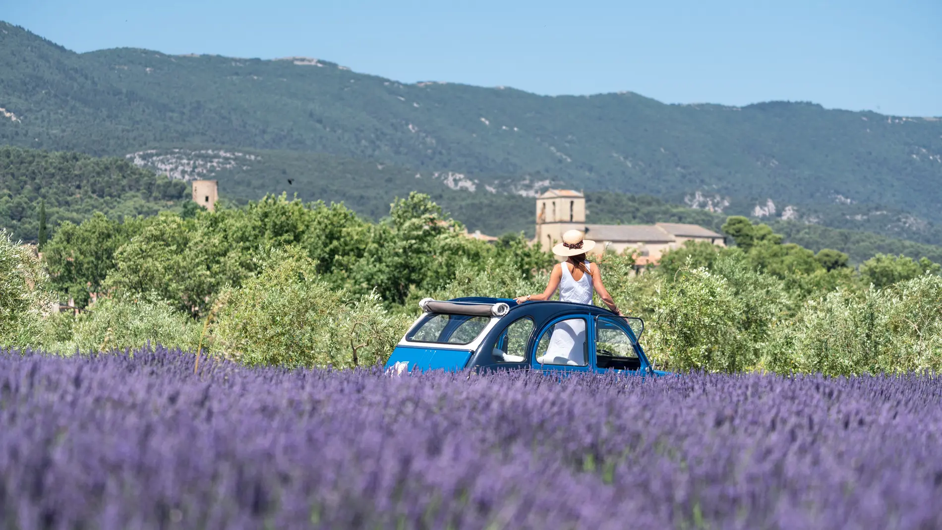 Au plus près de la lavande