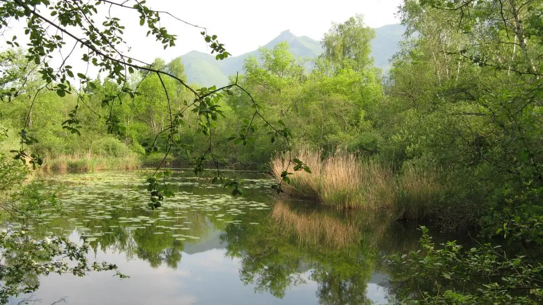 Etang dans les marais de Lavours