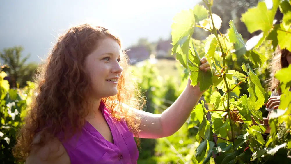 Exploitation aux fruits de la Treille