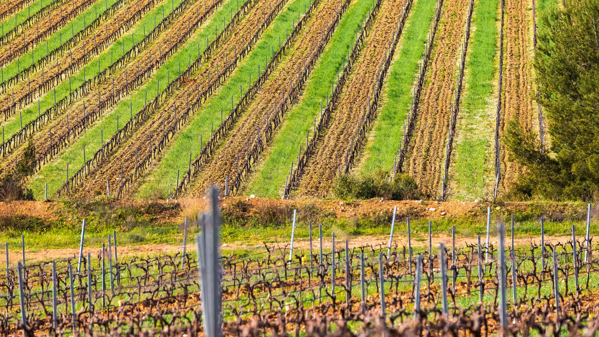 Figuière Vineyard La Londe les Maures