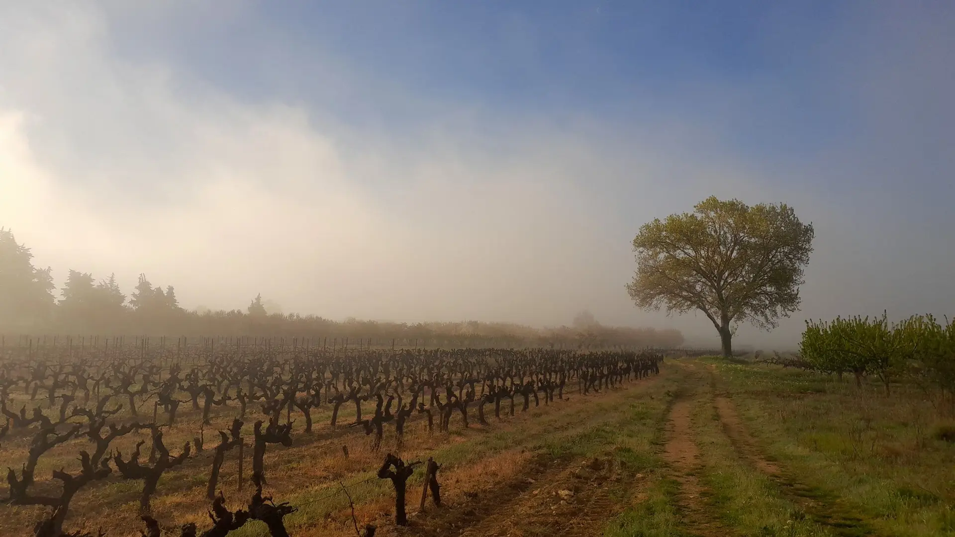 Champ de vignes en début de printemps