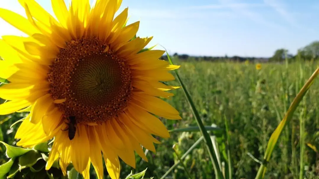 des champs tout autour du gîte