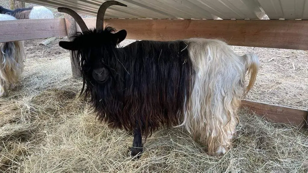 Ferme du facteur enchantée