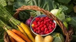 Légumontagne à Ancelle