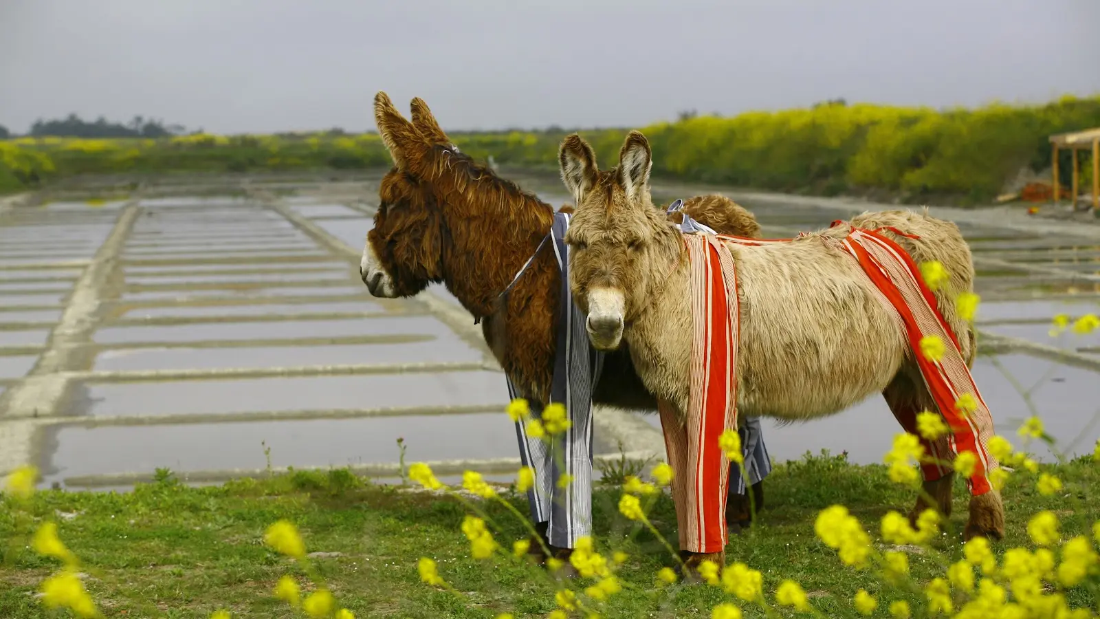 Burros en calzones en las salinas