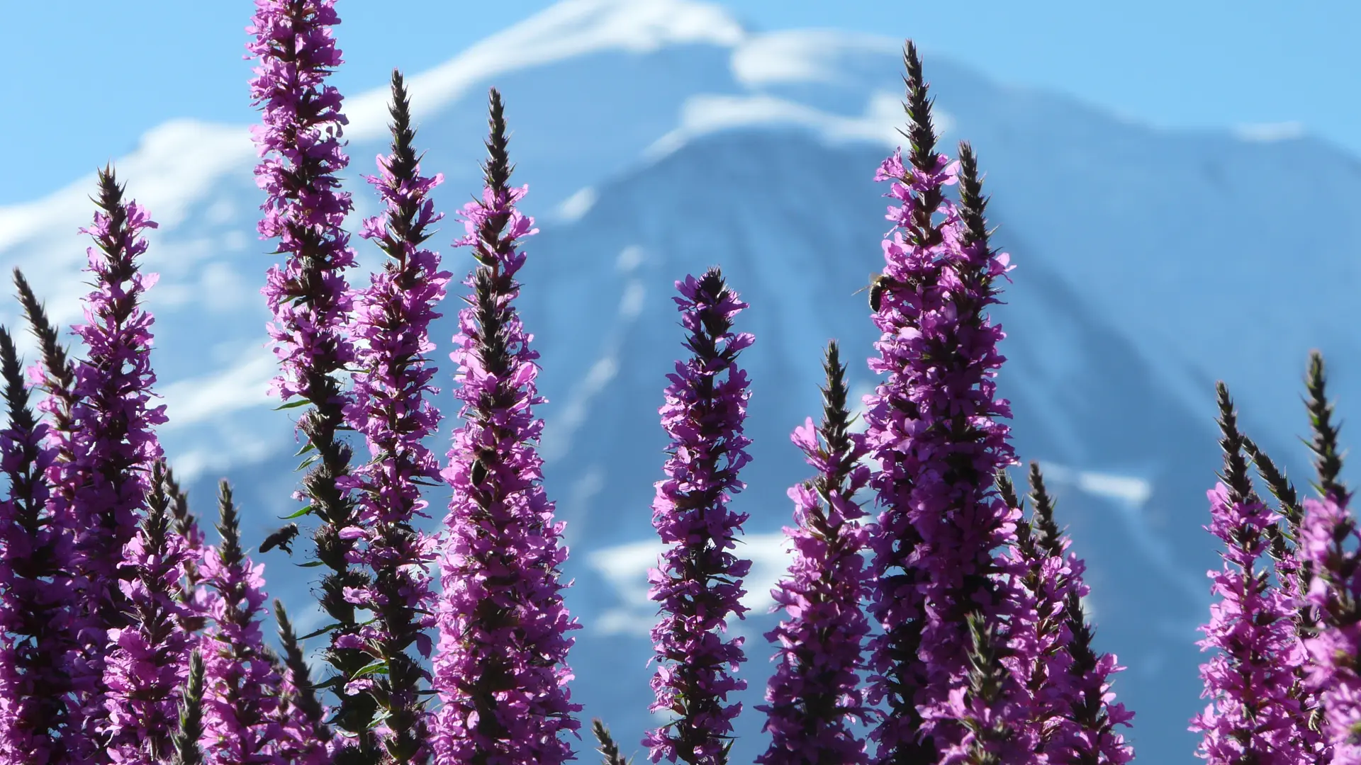 Fleurs de salicaires devant le Mont-Blanc au Jardin des Cimes, près de Chamonix, à Passy _ Haute Savoie