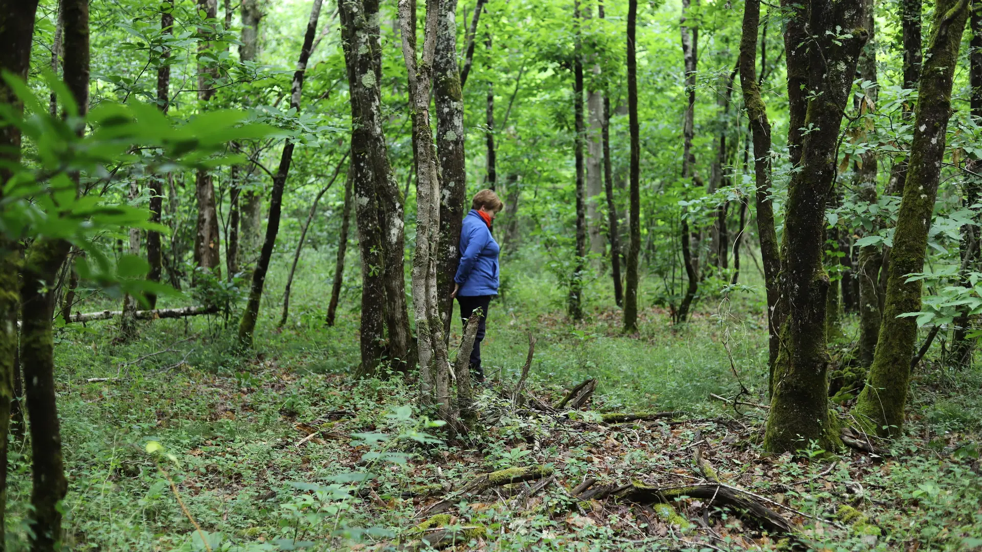 Forêt