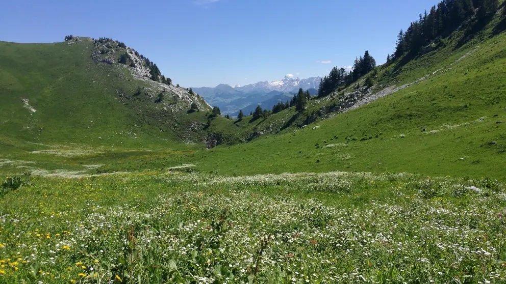 Vue sur les Aravis - vallon fleuri