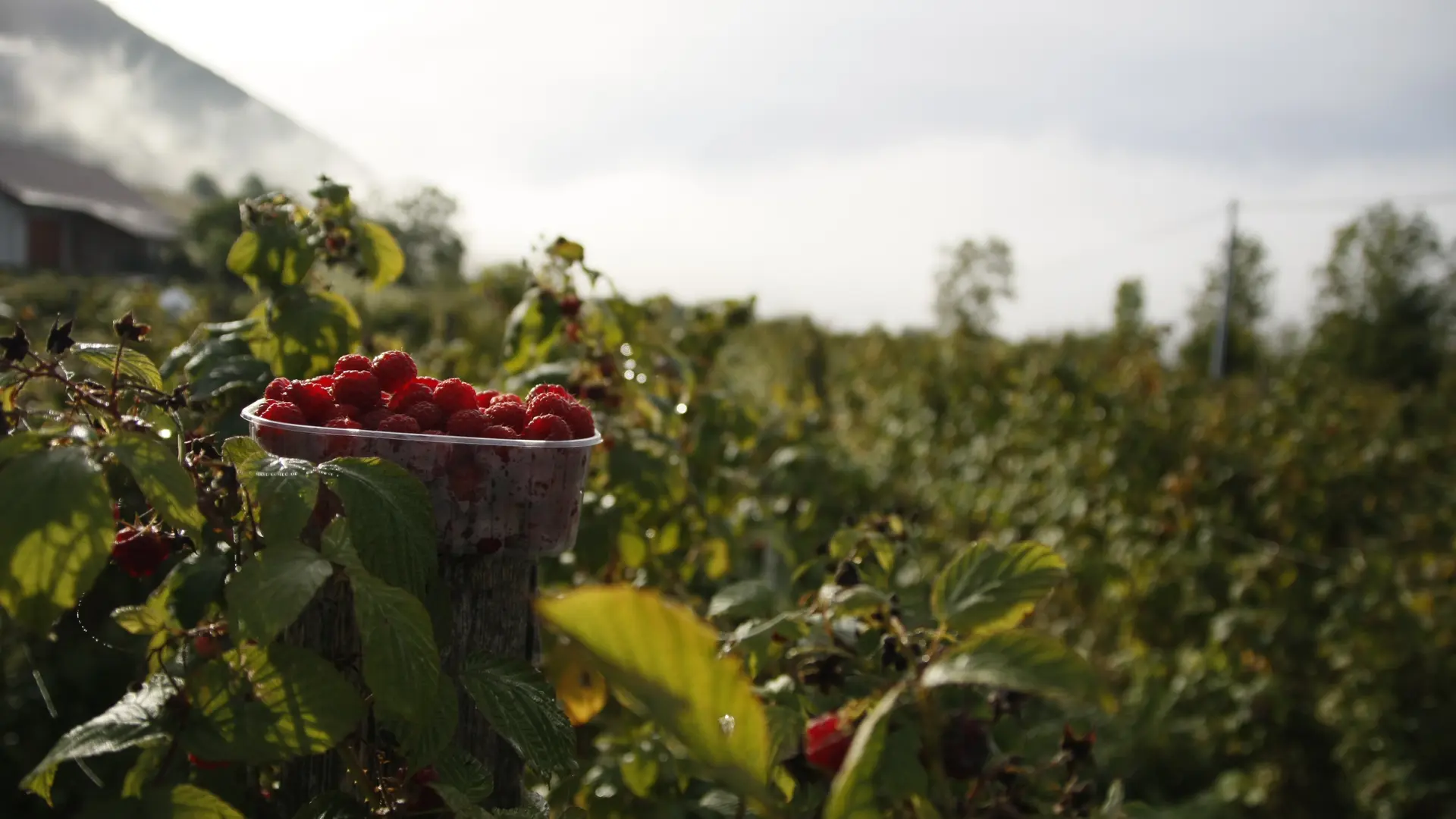 Cueillette de framboises