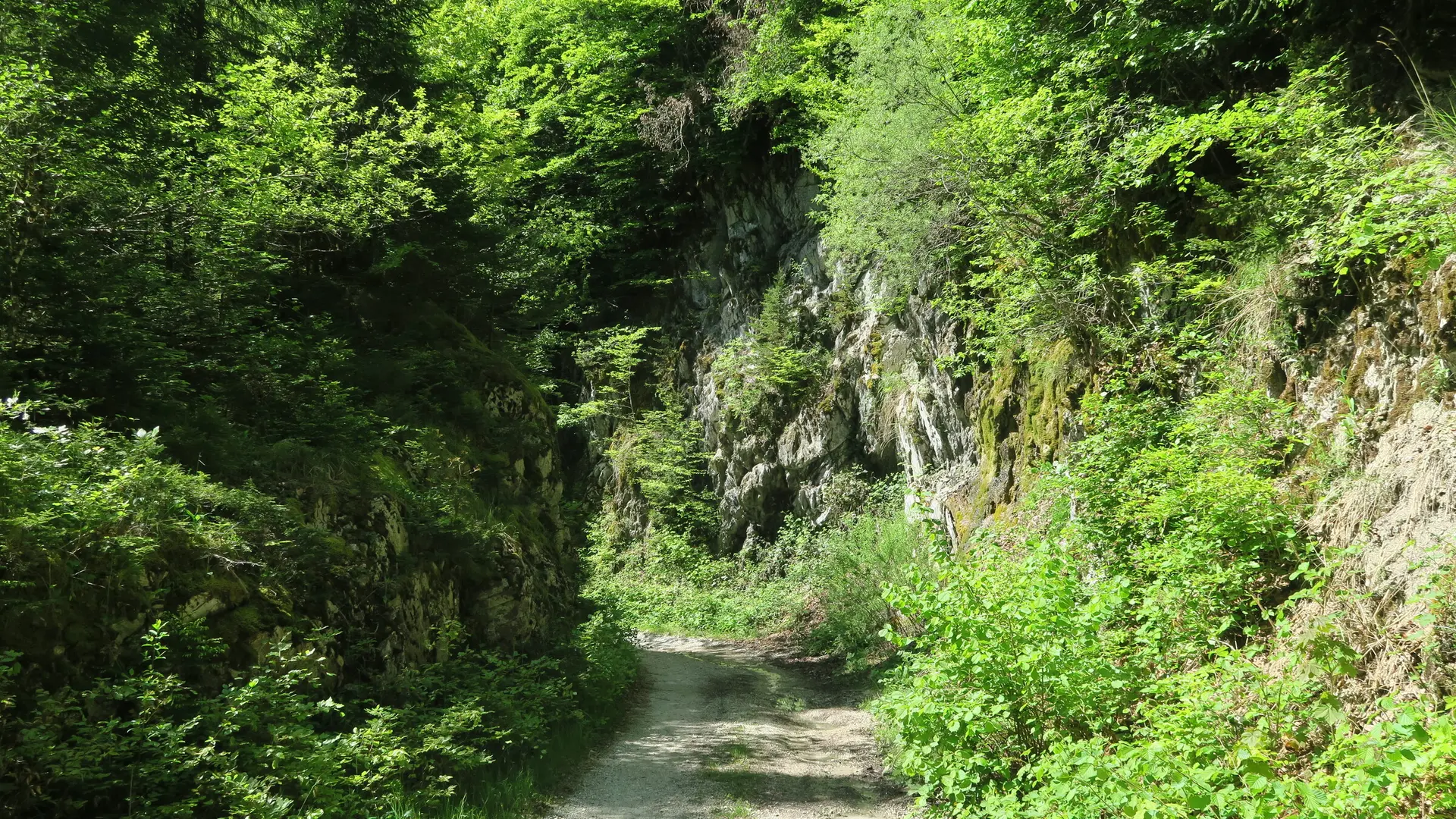 Sentier forestier