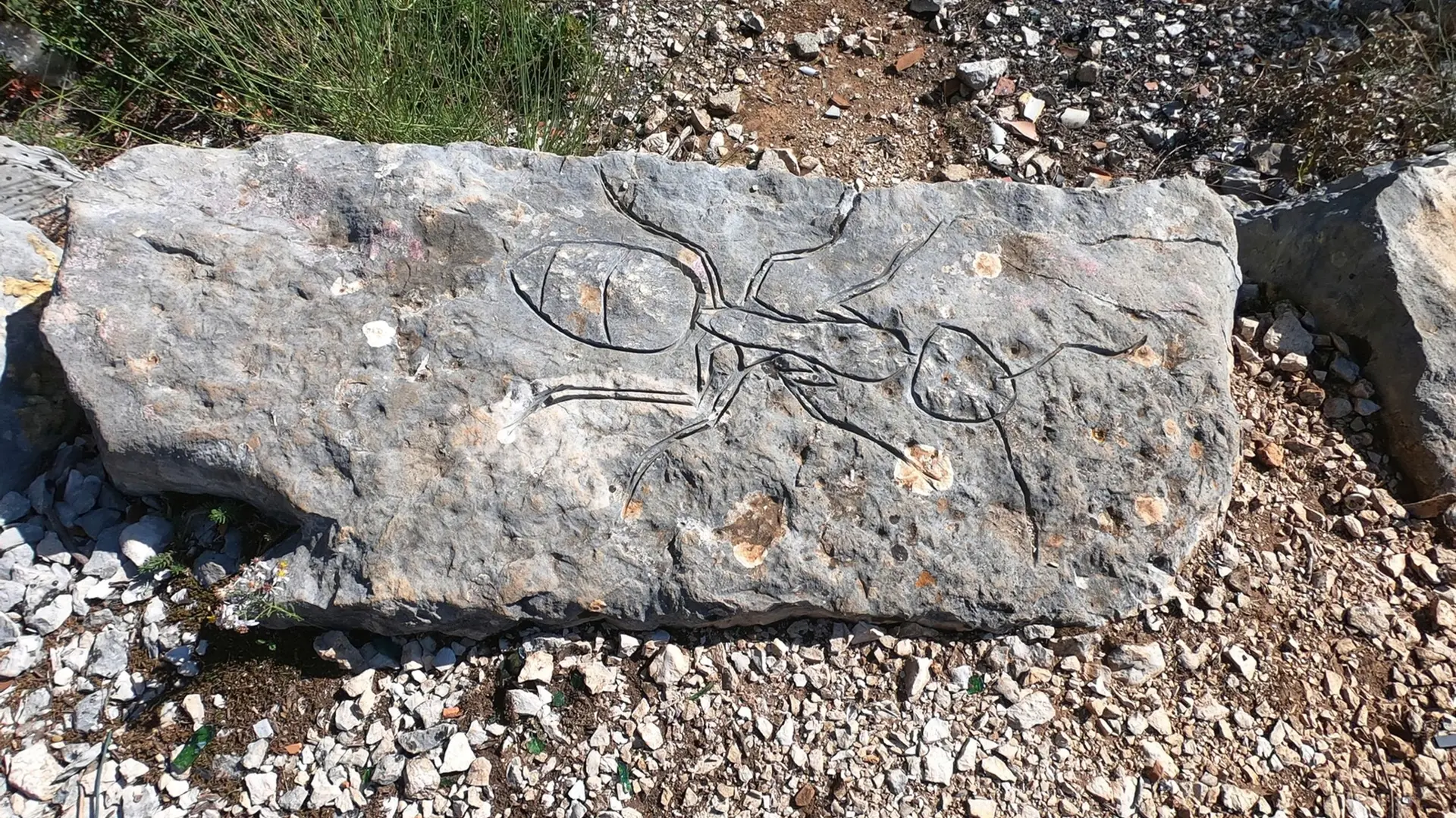 Pierre grise avec une gravure représentant une fourmi