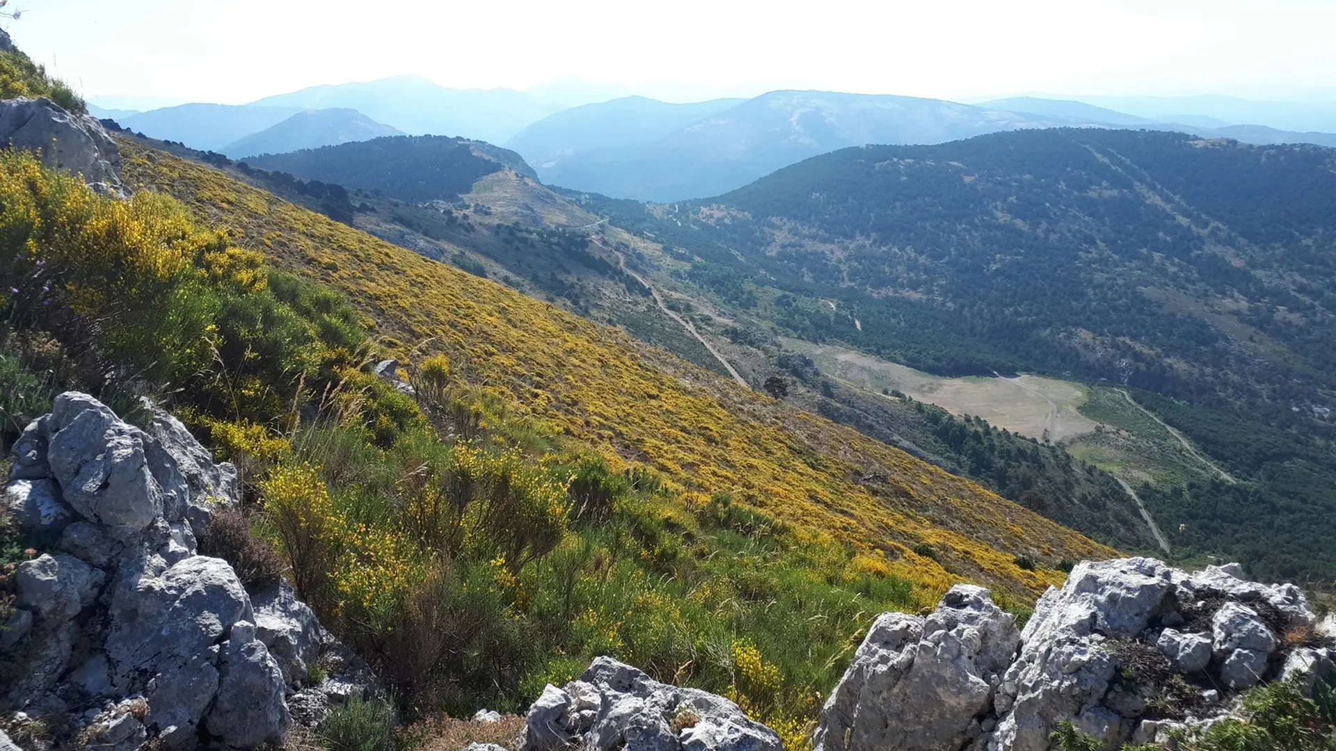 Vue pan de colline avec floraison