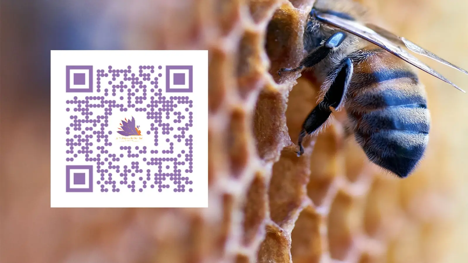 QR code Safran de la Dombes