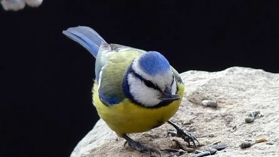 Mésange bleue