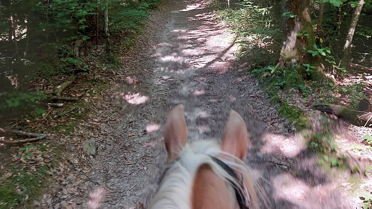 Balade bois des Chartreux