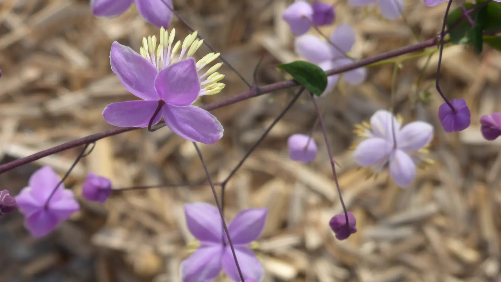 Thalictrum