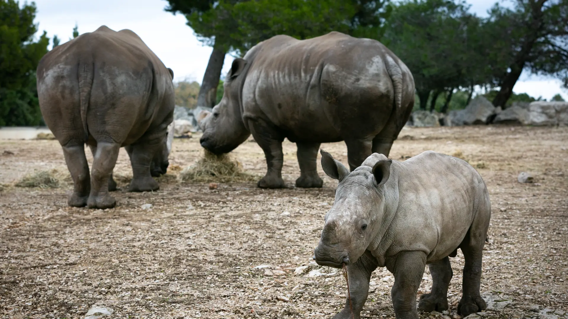 Rhinocéros