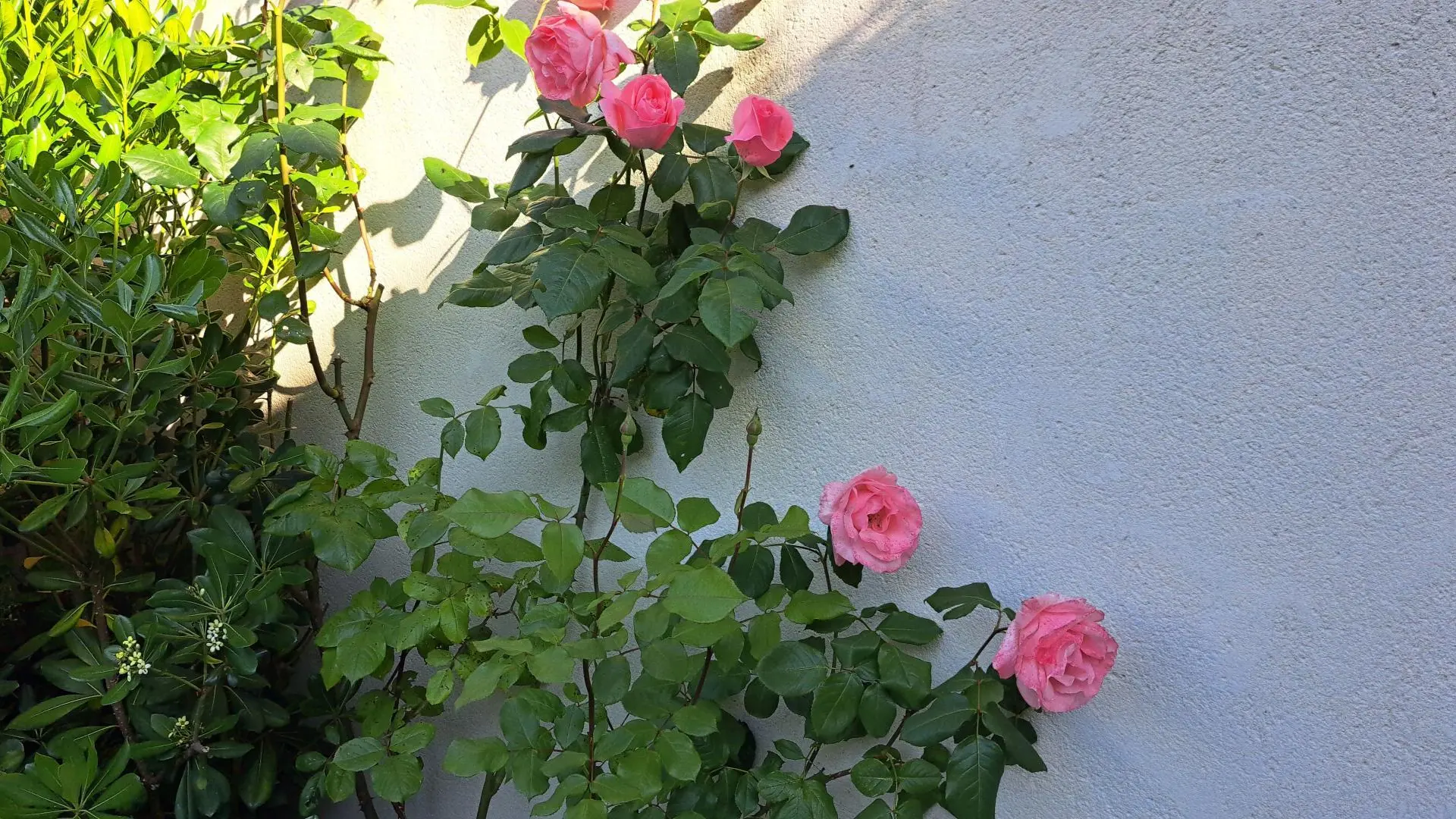 Rosier Jardin privé de l'Oustau dei Aucèus.