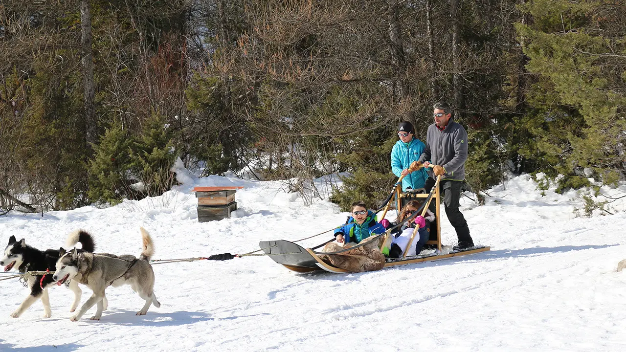 Montagnes d'Ubaye : chiens de traineaux