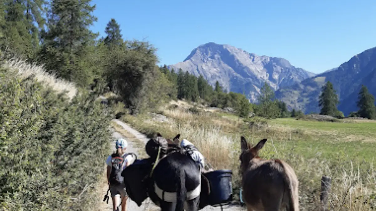 Randonnée avec les ânes - Arbraventure à Champoléon