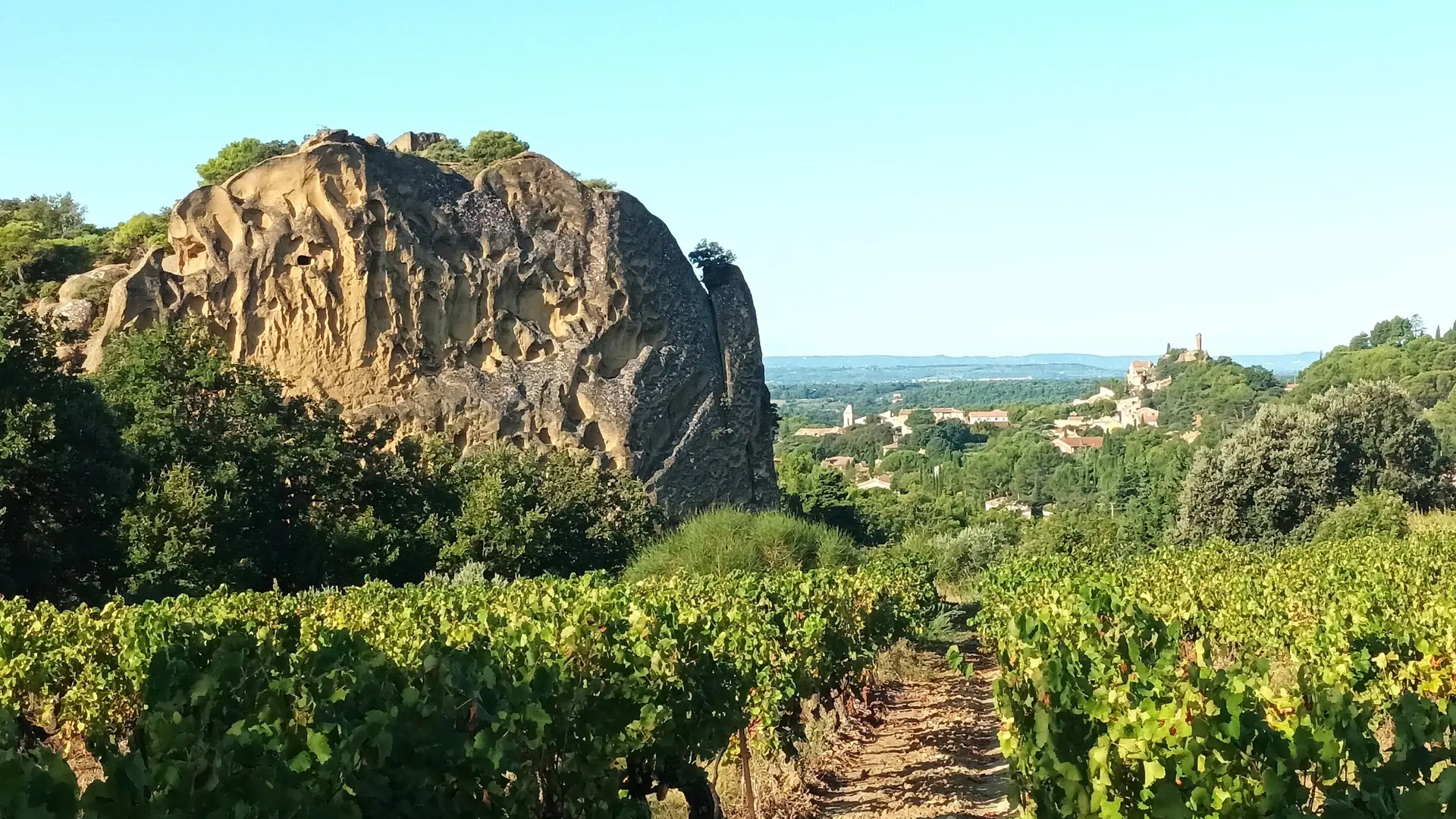 Les vignes