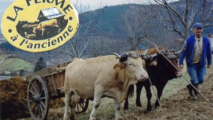 Attelage de vaches