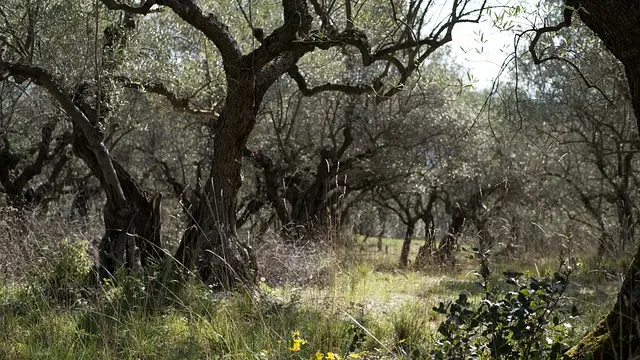 Le Chemin de Puimichel