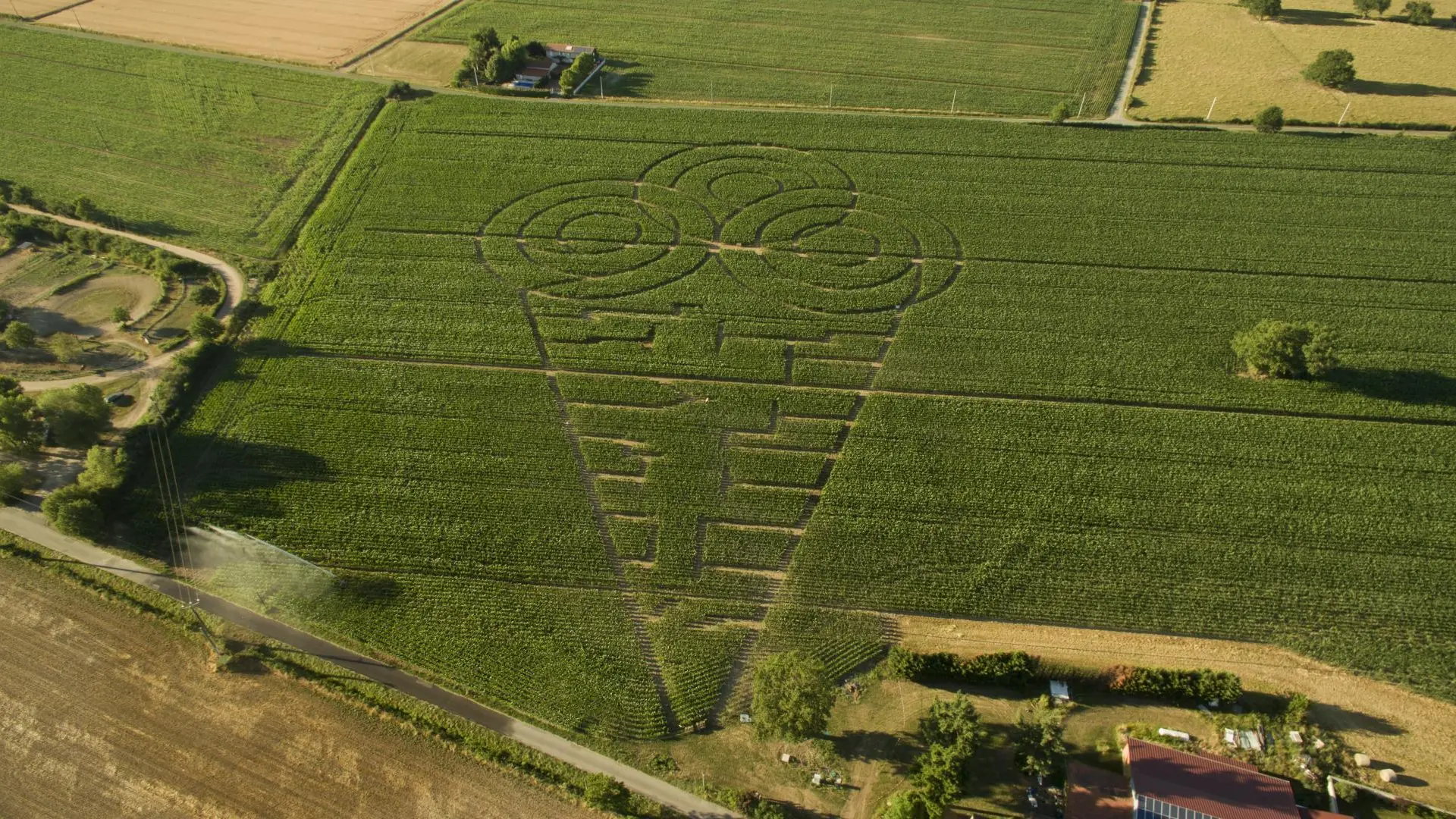 labyrinthe de maïs tous les étés en juillet et aout à la ferme des délices foreziens (1km) - tarif réduit pour les locataires du gite