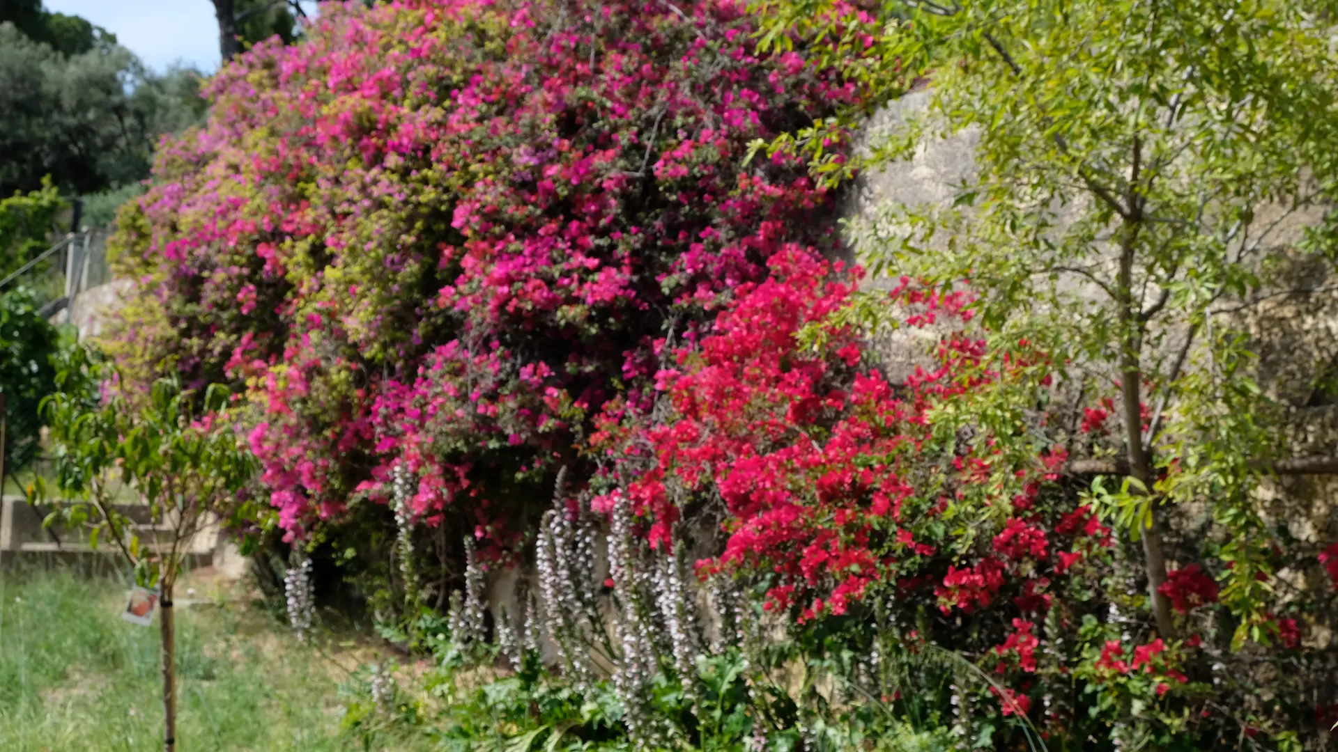 BOUGAINVILLIERS