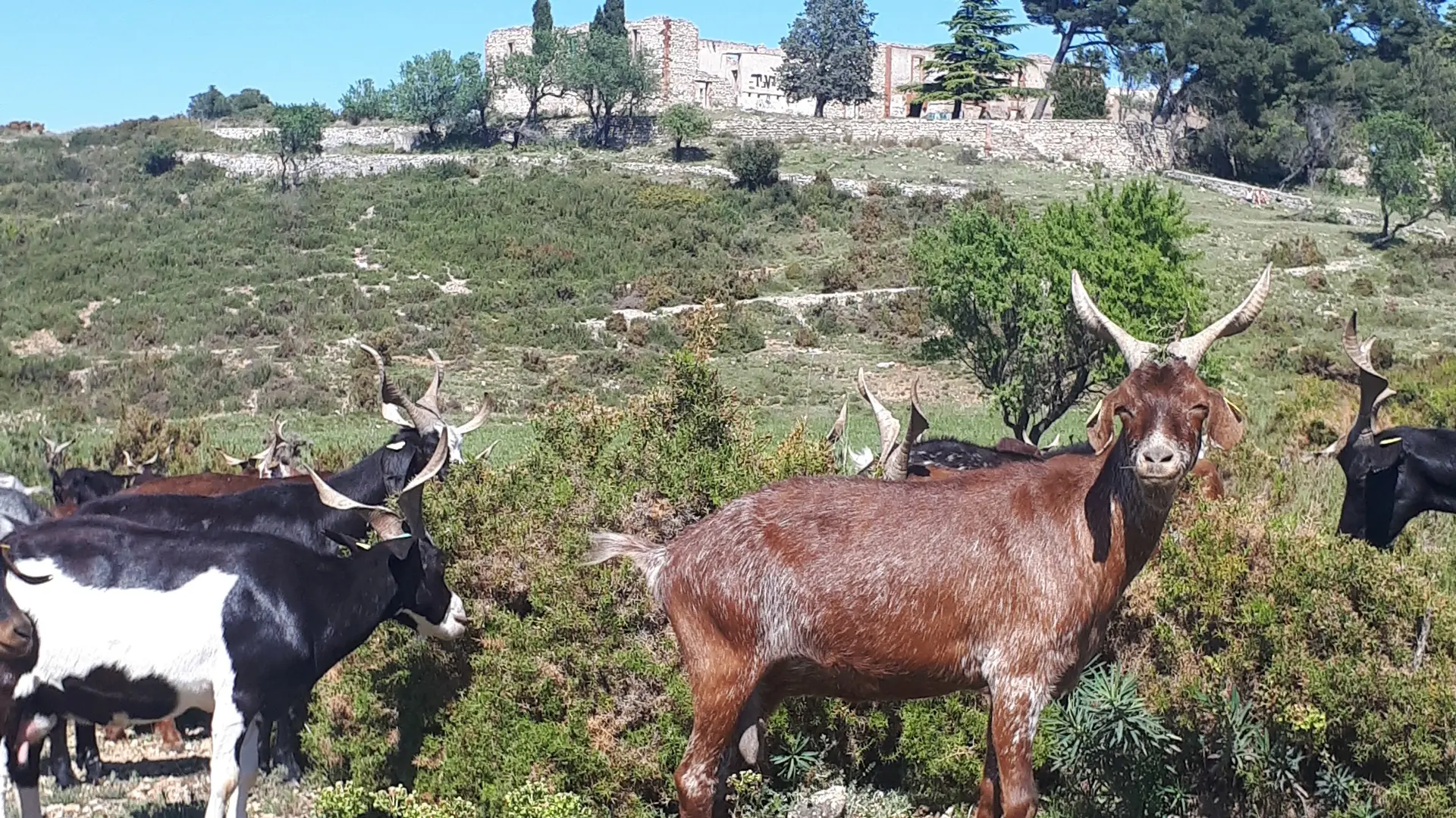 chevres rove cossimont