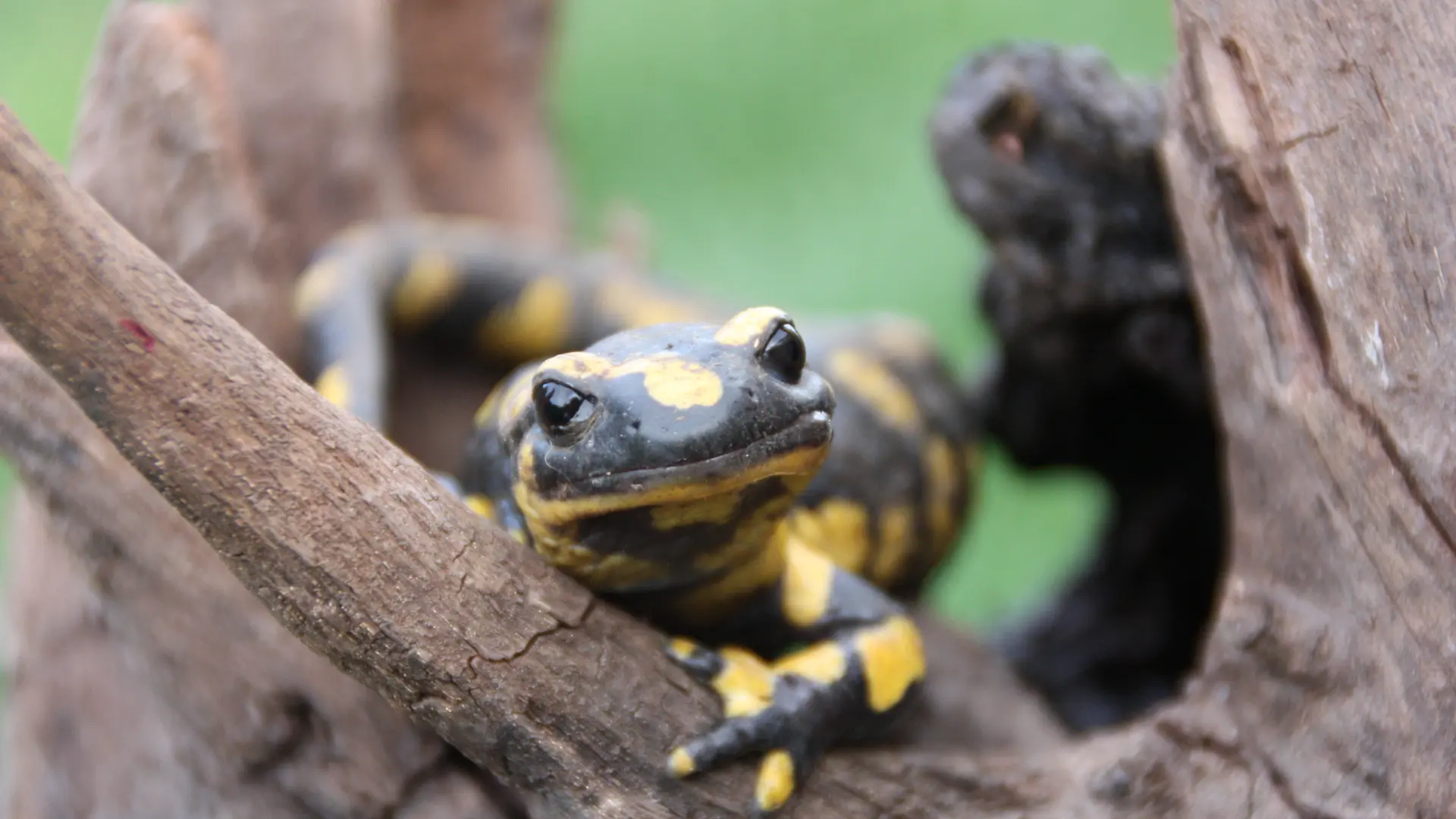 salamandre tachetée
