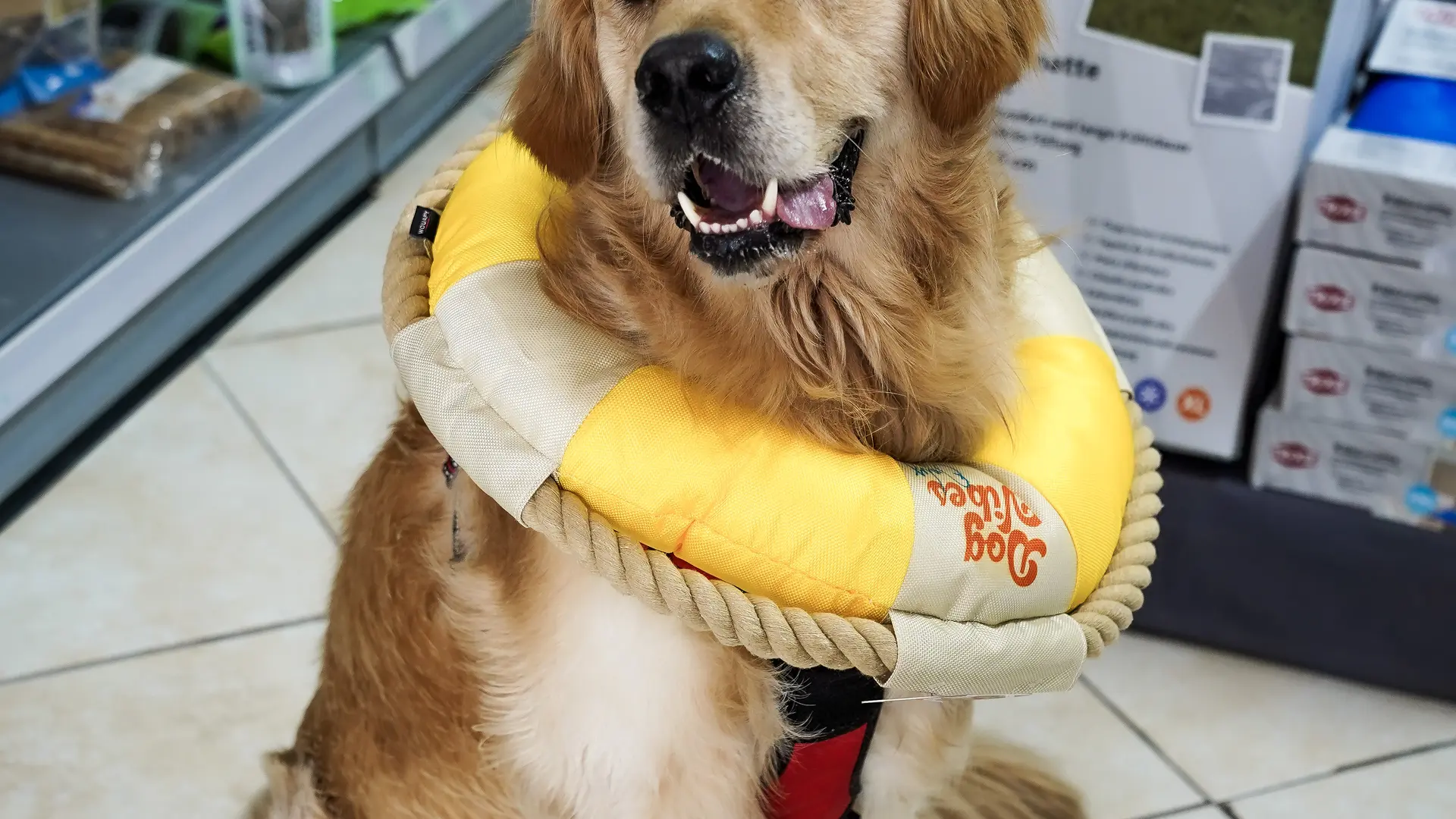 Chien dans la boutique